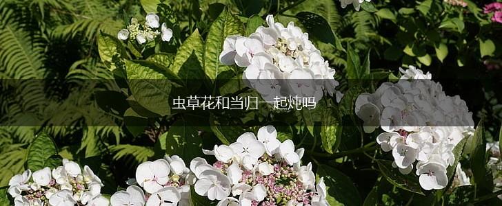 虫草花和当归一起炖吗,第1张