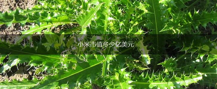 小米市值多少亿美元,第1张