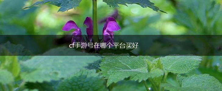 cf手游号在哪个平台买好,第1张