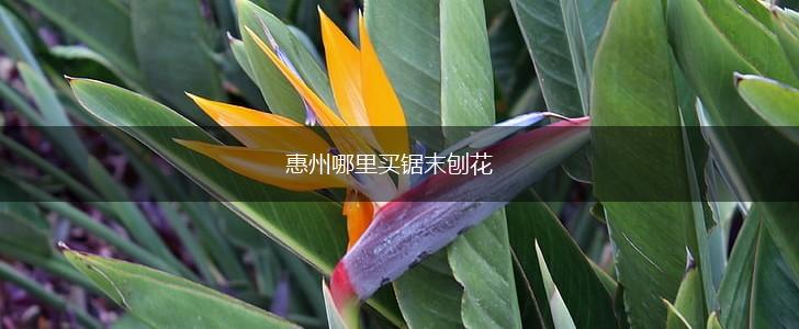 惠州哪里买锯末刨花,第1张
