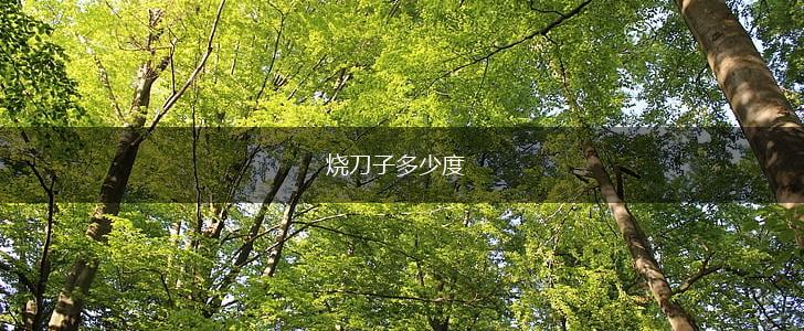 烧刀子多少度,第1张