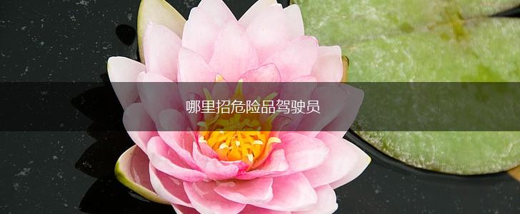 哪里招危险品驾驶员,第1张