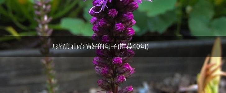 形容爬山心情好的句子(推荐40句),第1张
