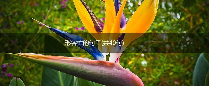 形容忙的句子(共40句),第1张