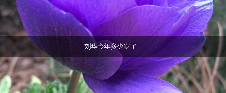 刘华今年多少岁了,第1张