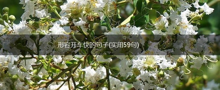 形容开车快的句子(实用59句),第1张