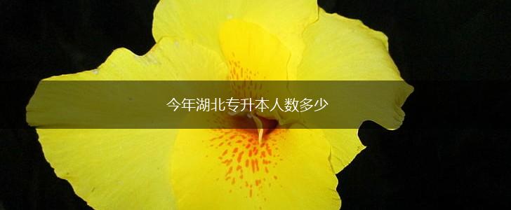 今年湖北专升本人数多少,第1张