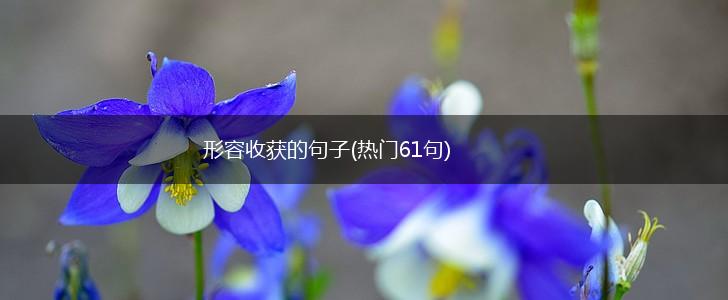形容收获的句子(热门61句),第1张