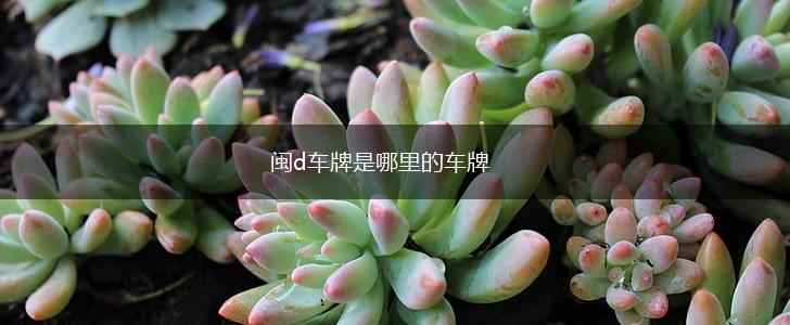 闽d车牌是哪里的车牌,第1张