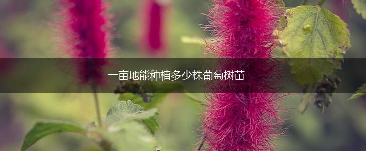 一亩地能种植多少株葡萄树苗,第1张