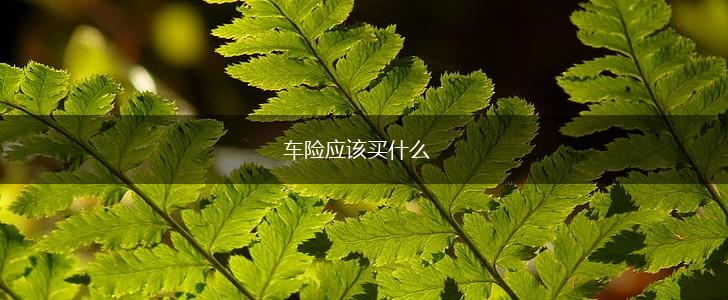 车险应该买什么,第1张