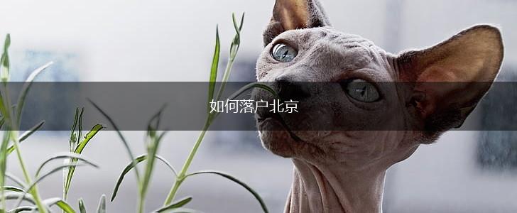 如何落户北京,第1张