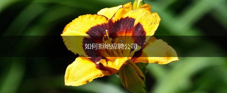 如何拒绝应聘公司,第1张