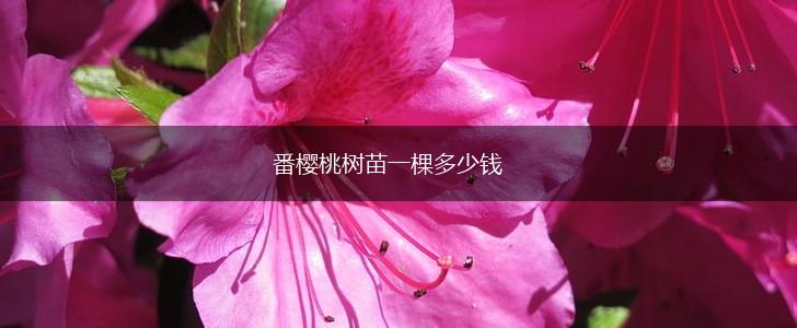 番樱桃树苗一棵多少钱,第1张