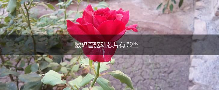 数码管驱动芯片有哪些,第1张