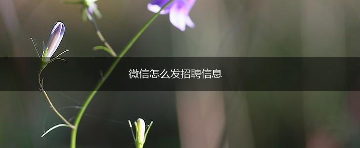 微信怎么发招聘信息,第1张