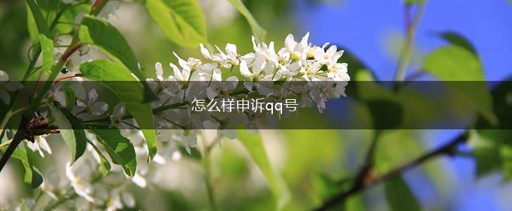 怎么样申诉qq号,第1张
