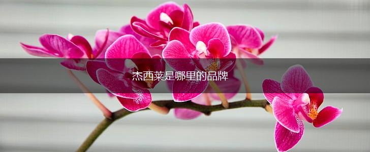 杰西莱是哪里的品牌,第1张