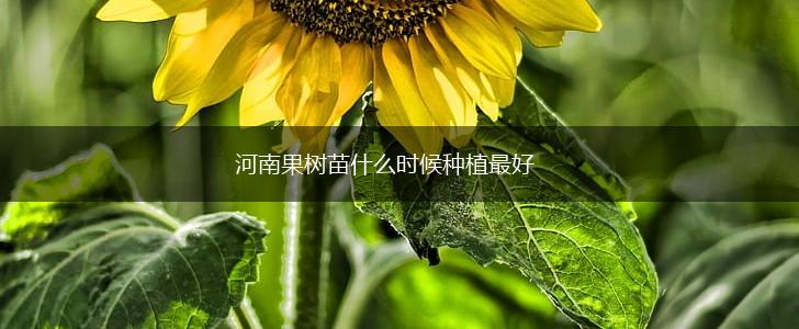 河南果树苗什么时候种植最好,第1张