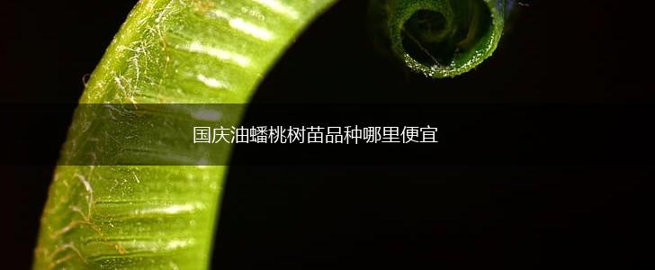 国庆油蟠桃树苗品种哪里便宜,第1张
