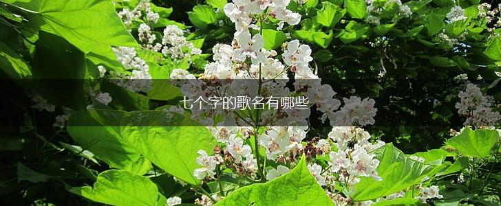 七个字的歌名有哪些,第1张