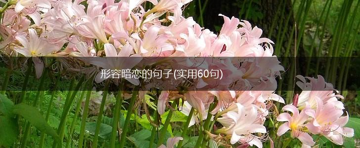 形容暗恋的句子(实用60句),第1张