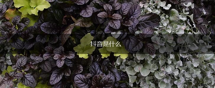 抖音是什么,第1张