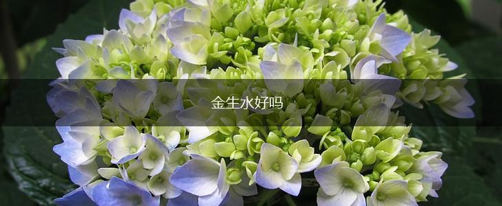 金生水好吗,第1张