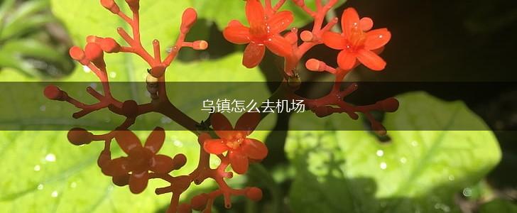 乌镇怎么去机场,第1张
