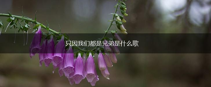 只因我们都是兄弟是什么歌,第1张