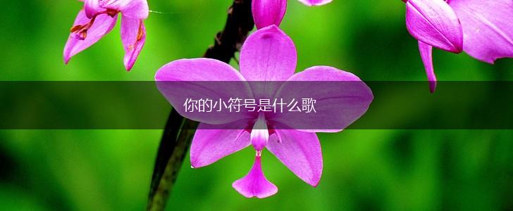 你的小符号是什么歌,第1张