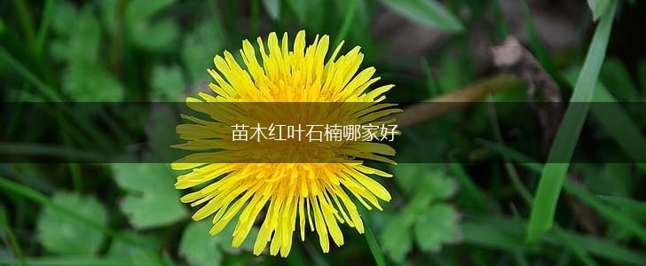 苗木红叶石楠哪家好,第1张