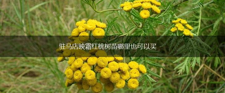 驻马店映霜红桃树苗哪里也可以买,第1张