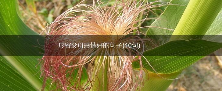 形容父母感情好的句子(40句),第1张