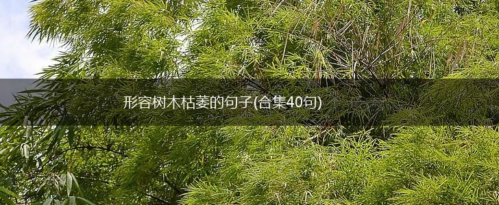 形容树木枯萎的句子(合集40句),第1张