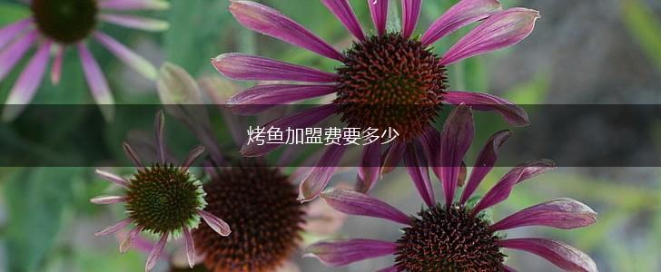 烤鱼加盟费要多少,第1张