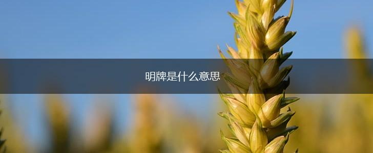 明牌是什么意思,第1张