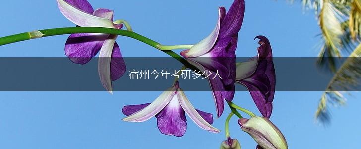 宿州今年考研多少人,第1张