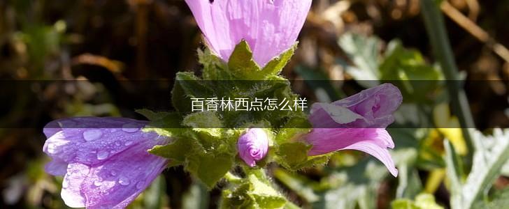 百香林西点怎么样,第1张