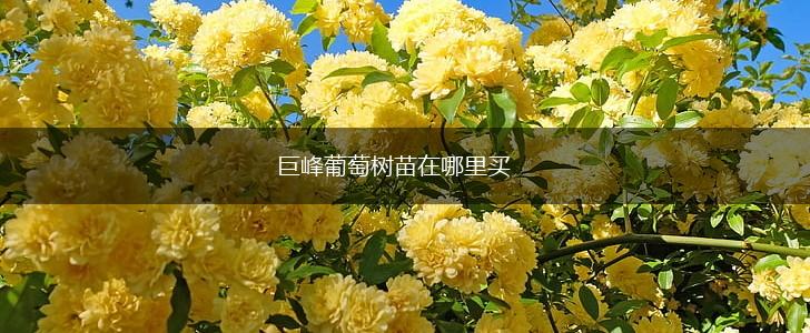 巨峰葡萄树苗在哪里买,第1张