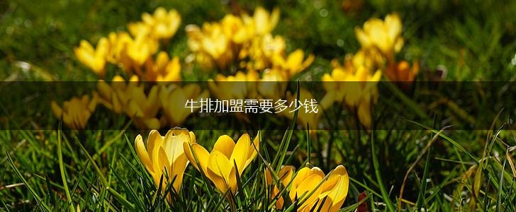 牛排加盟需要多少钱,第1张