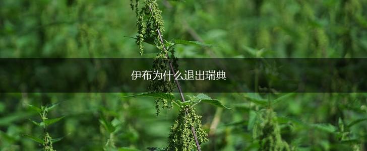 伊布为什么退出瑞典,第1张