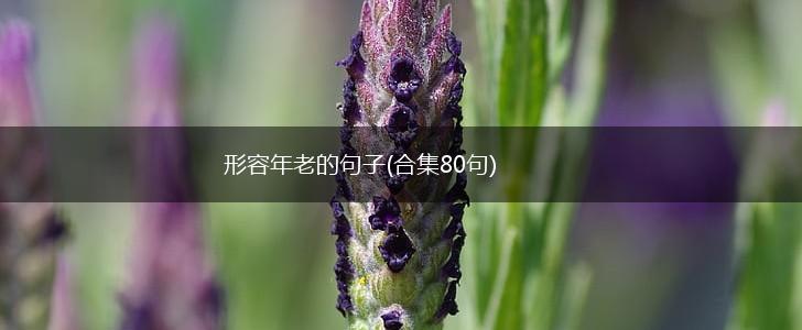 形容年老的句子(合集80句),第1张