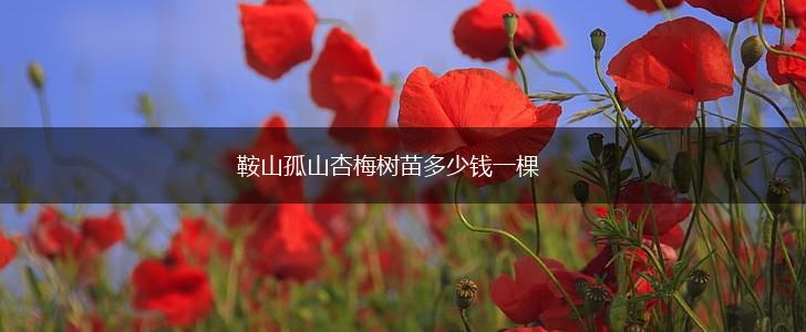 鞍山孤山杏梅树苗多少钱一棵,第1张