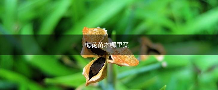梅花苗木哪里买,第1张