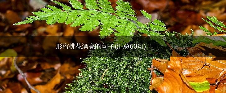 形容桃花漂亮的句子(汇总60句),第1张