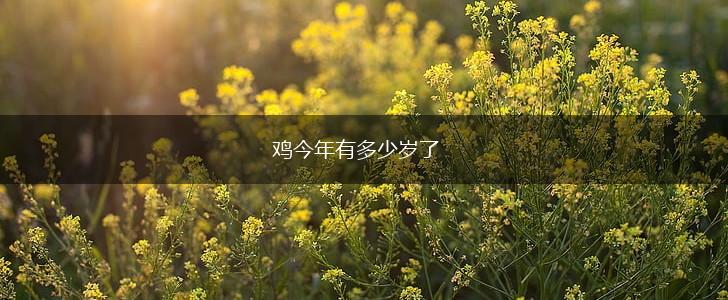 鸡今年有多少岁了,第1张