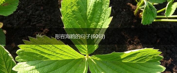 形容海鸥的句子(60句),第1张
