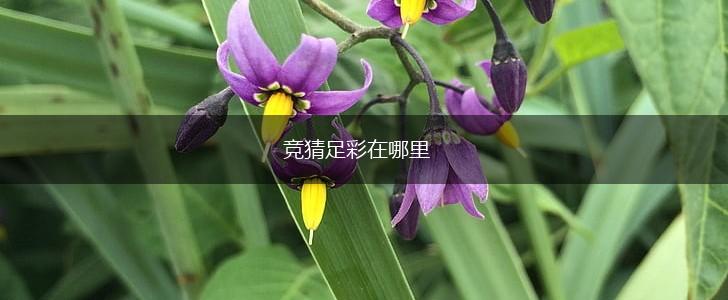 竞猜足彩在哪里,第1张