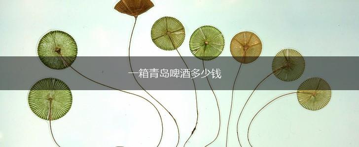 一箱青岛啤酒多少钱,第1张